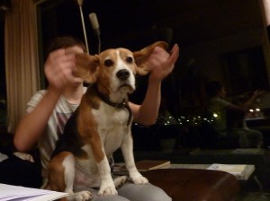 Der Beagle Eddi ist zwar verfressen, aber auch duldsam. Von Tobias lässt er sich fast alles gefallen. (Foto: Nissen)